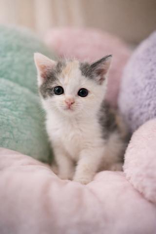 ブリティッシュショートヘア