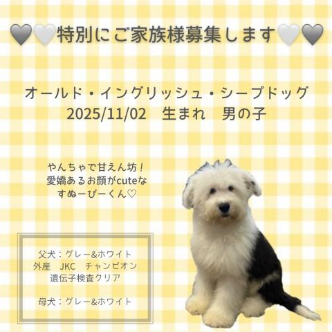 オールドイングリッシュシープドック