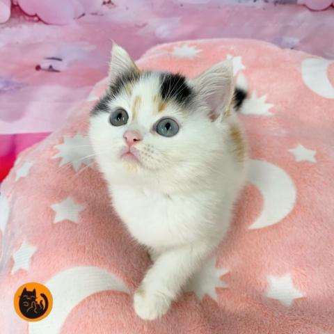 スコティッシュフォールド