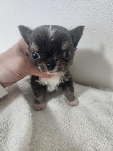 チワワ（ロングコート）