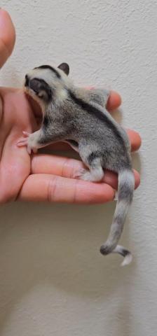 ⁡パイド直子 リングテールモザイクhetリューシ