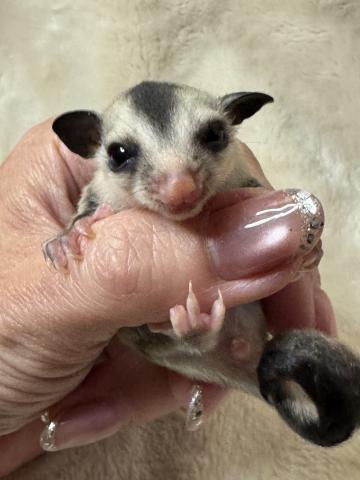 ホワイトフェイスhetプラチナ