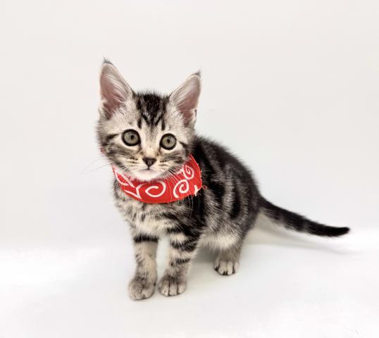 アメリカンショートヘアー