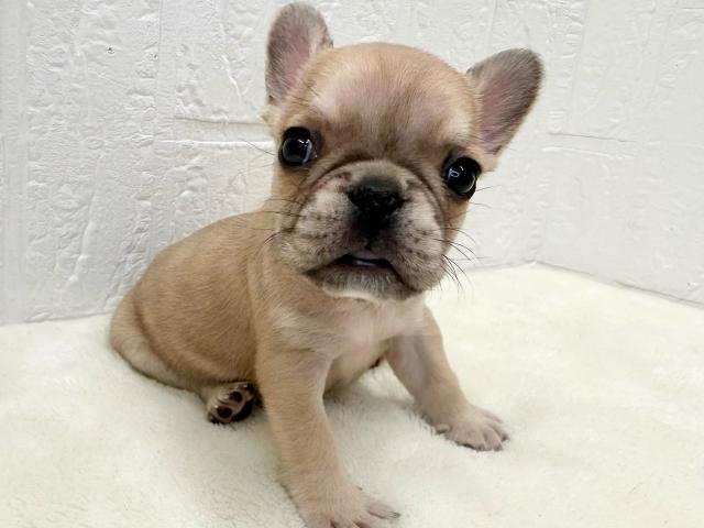 フレンチブルドッグ