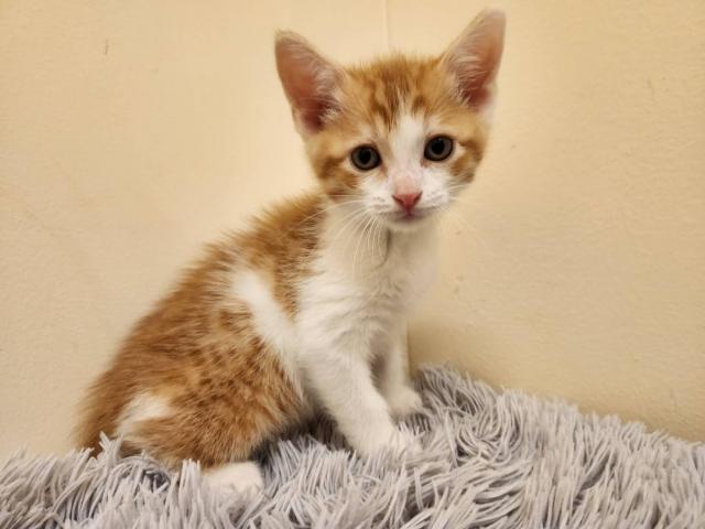 スコティッシュフォールド