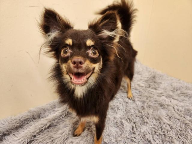 チワワ（ロングコート）