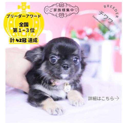 チワワ　ロング