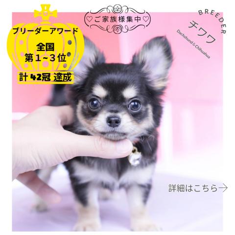 チワワ　ロング
