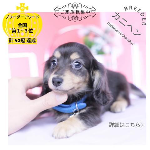 カニヘンダックスフンド　ロング