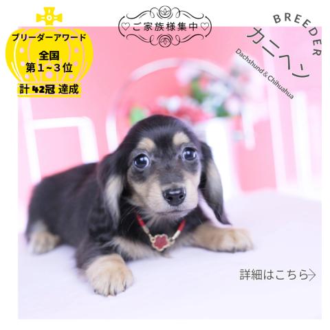 カニヘンダックスフンド　ロング