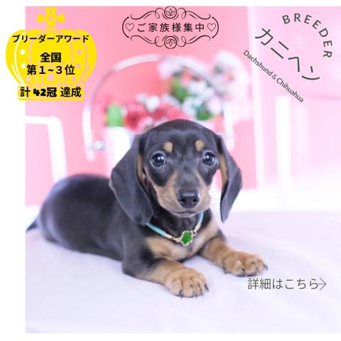 カニヘンダックスフンド　スムース