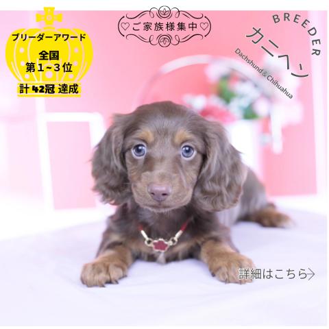 カニヘンダックスフンド　ロング