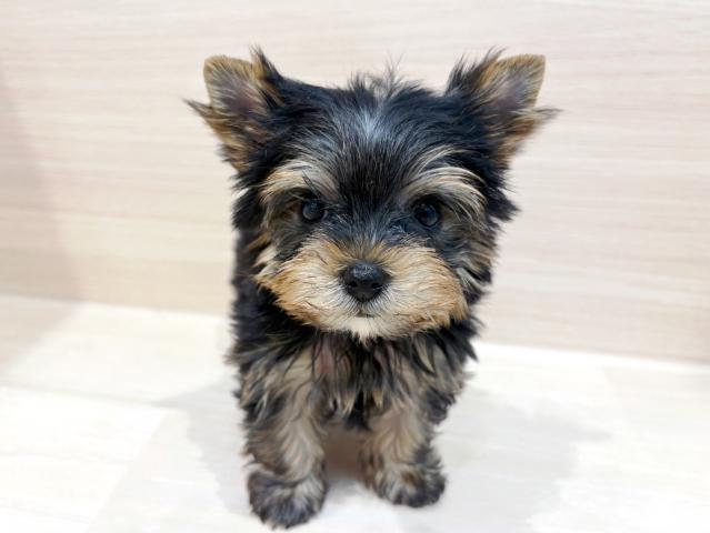 ヨークシャーテリア