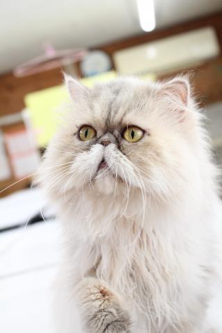 エキゾチックロングヘアー