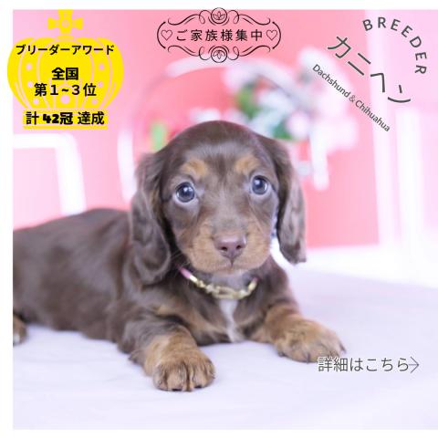 カニヘンダックスフンド　ロング