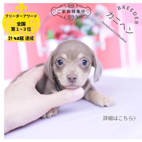 カニヘンダックスフンド　スムース