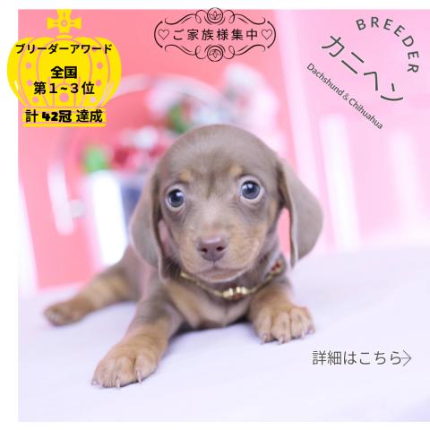 カニヘンダックスフンド　スムース