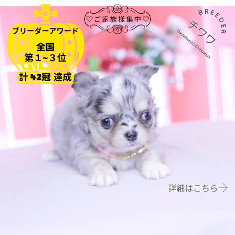 チワワ　ロング