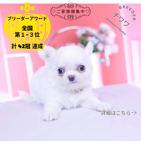 チワワ　ロング