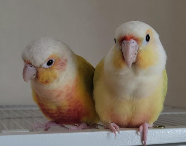 ウロコインコ