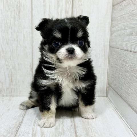 チワワ（ロングコート）