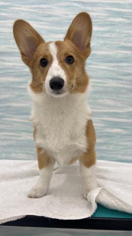 ウェルシュコーギーペンブローク