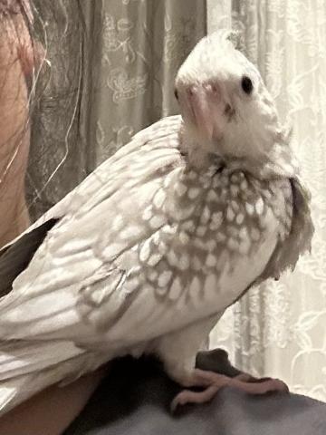 オカメインコWFシナモンパール①