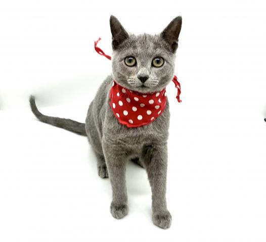 ロシアンブルー