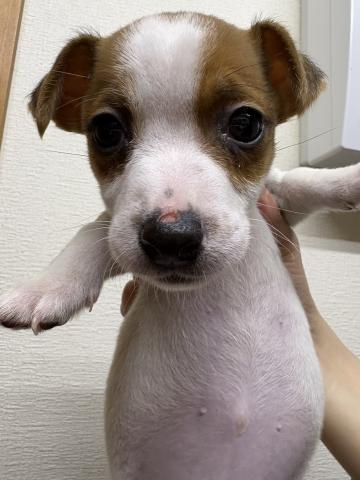 ジャックラッセルテリア