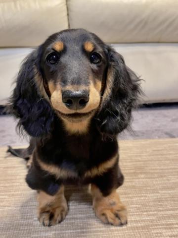 ミニチュアダックスフンド