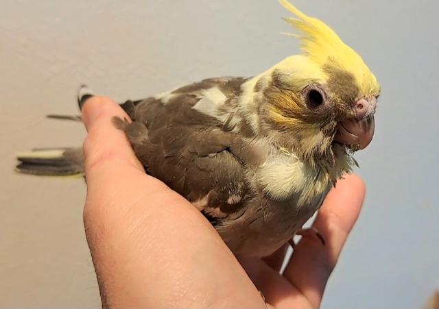 期間限定価格オカメインコ　パステルフェイスパイド