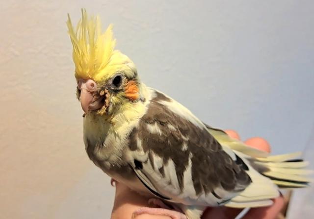 期間限定価格　オカメインコOFパイド