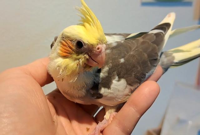 期間限定価格　オカメインコOFパイド