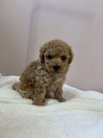 トイプードルタイニー〜ティーカップ