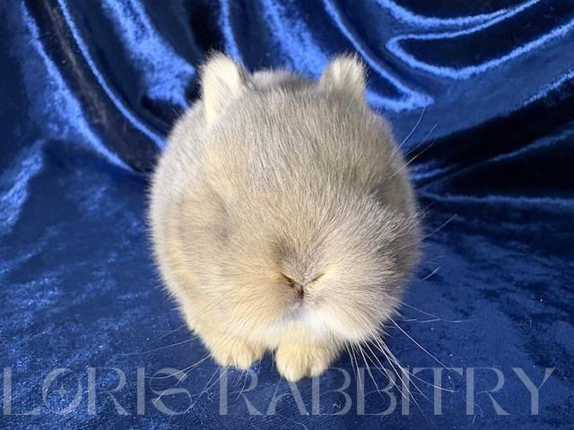 ネザーランドドワーフ