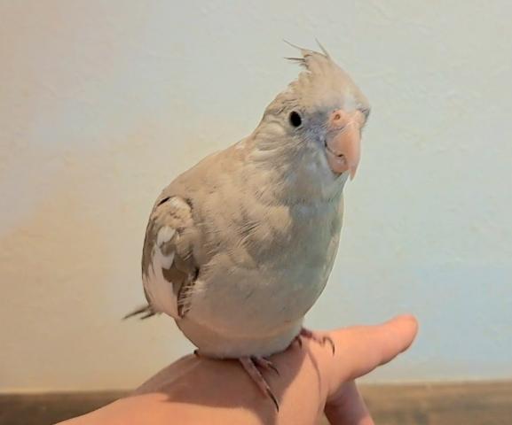 オカメインコ　ホワイトフェイスシナモンパイド