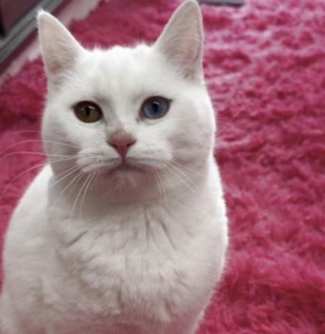 マンチカン無添加ご飯で育った猫