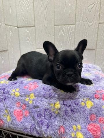 フレンチブルドッグ