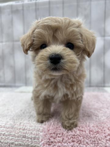 MIXトイプードル×マルチーズ