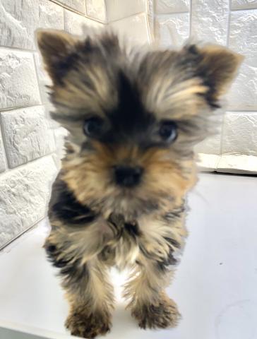 ヨークシャーテリア