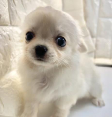 チワワ（ロングコート）