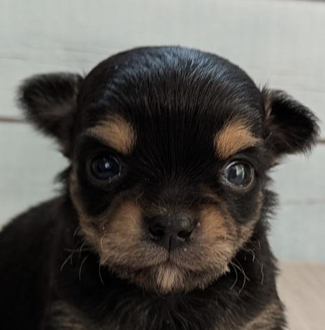 チワワ（ロングコート）