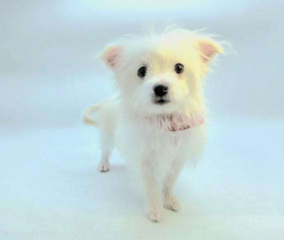 MIXチワワ×ビションフリーゼ