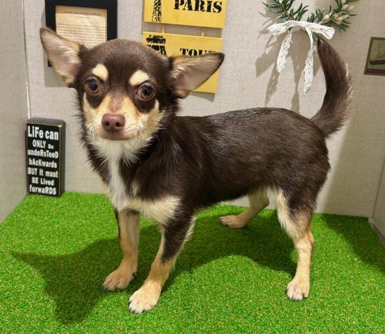 チワワ（スムースコート）