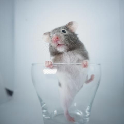 シリアンハムスター(ブラックバンデット長毛)