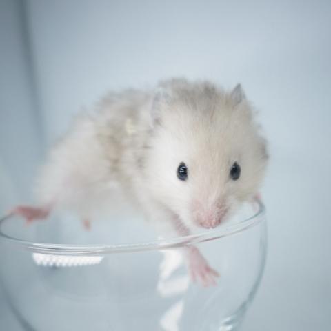 シリアンハムスター(ライトミルキー長毛)