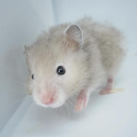 シリアンハムスター(ミルキーセーブル長毛)