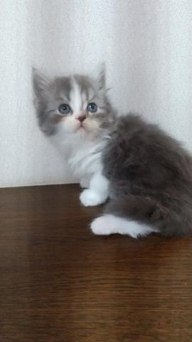 スコティッシュフォールド