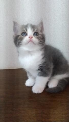 スコティッシュフォールド