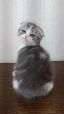 スコティッシュフォールド